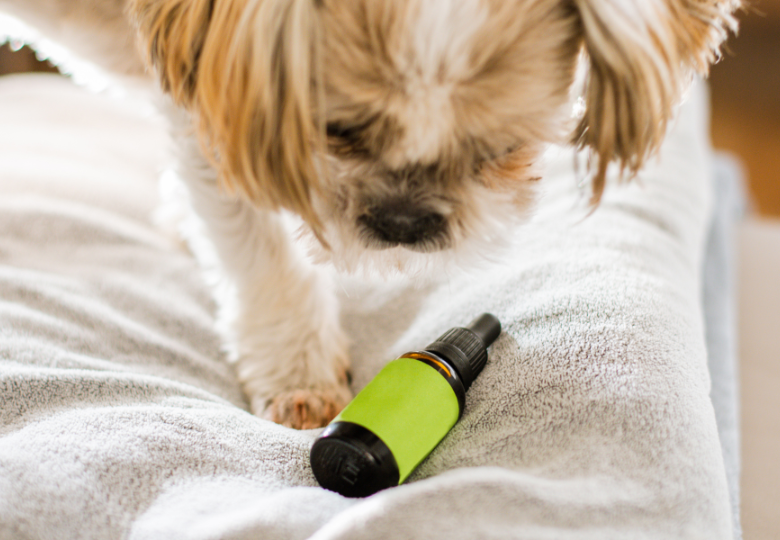 Aké sú príznaky otravy konope u psov?